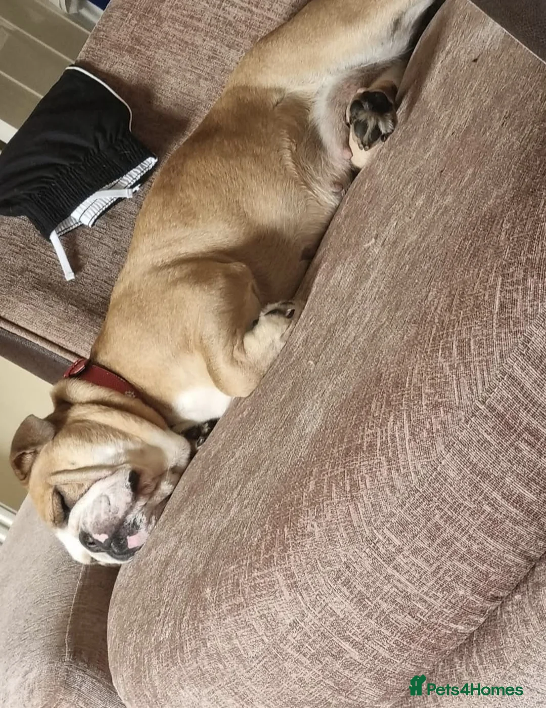 English Bulldog dogs for sale: Meet River our gorgeous 5 year old British Bulldog - Advert 15