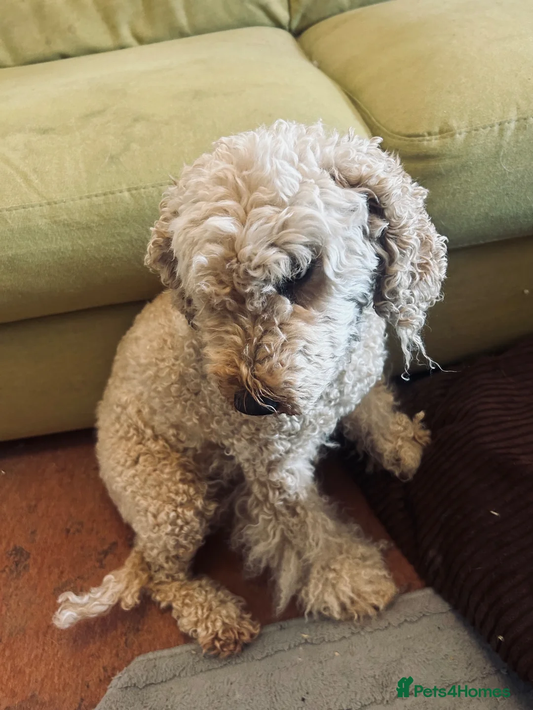 Miniature Poodle dogs for sale: Lily - affectionate pedigree Miniature Poodle 🐩  - Advert 8