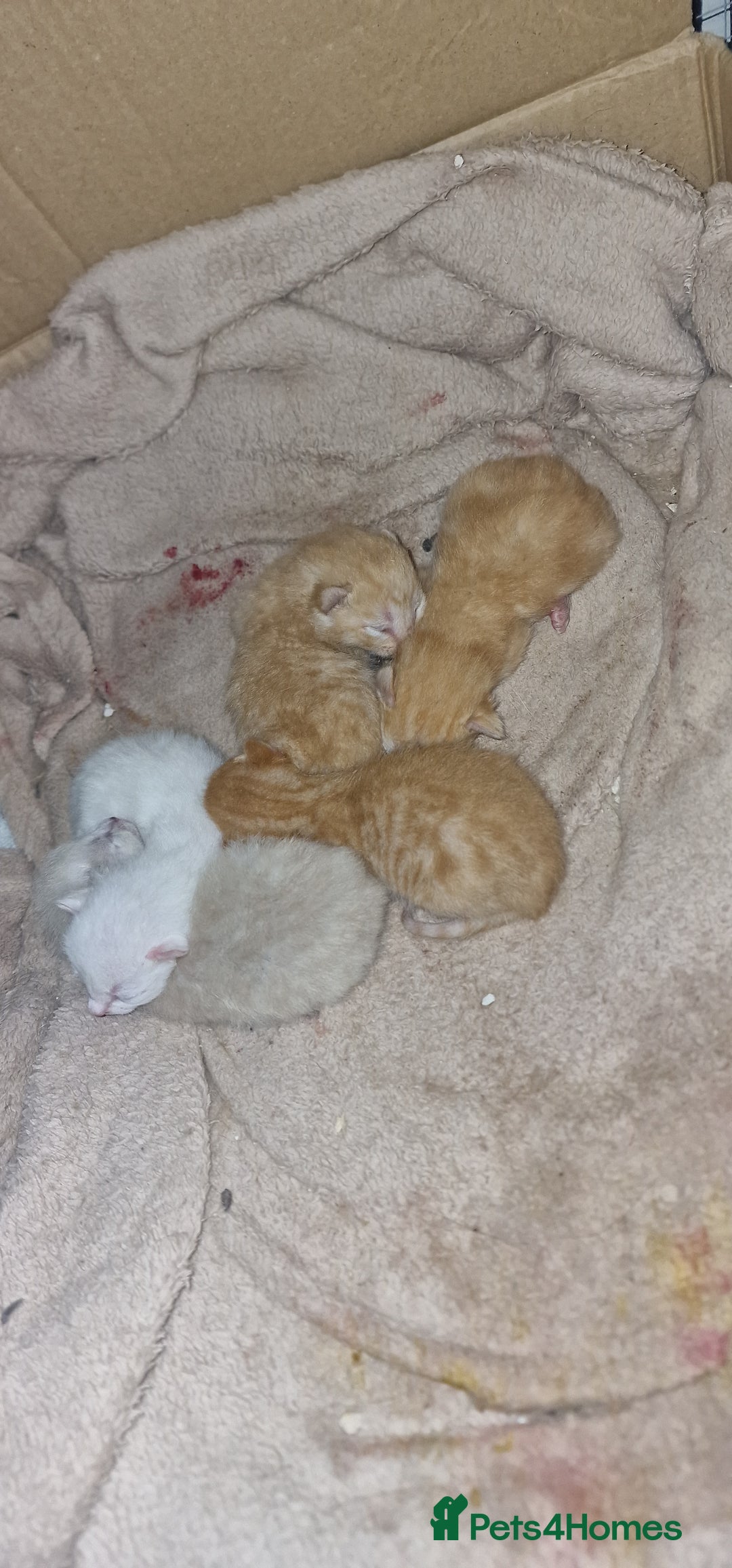 Maine Coon cats for sale: Mainecoon cross kittens - Image 9