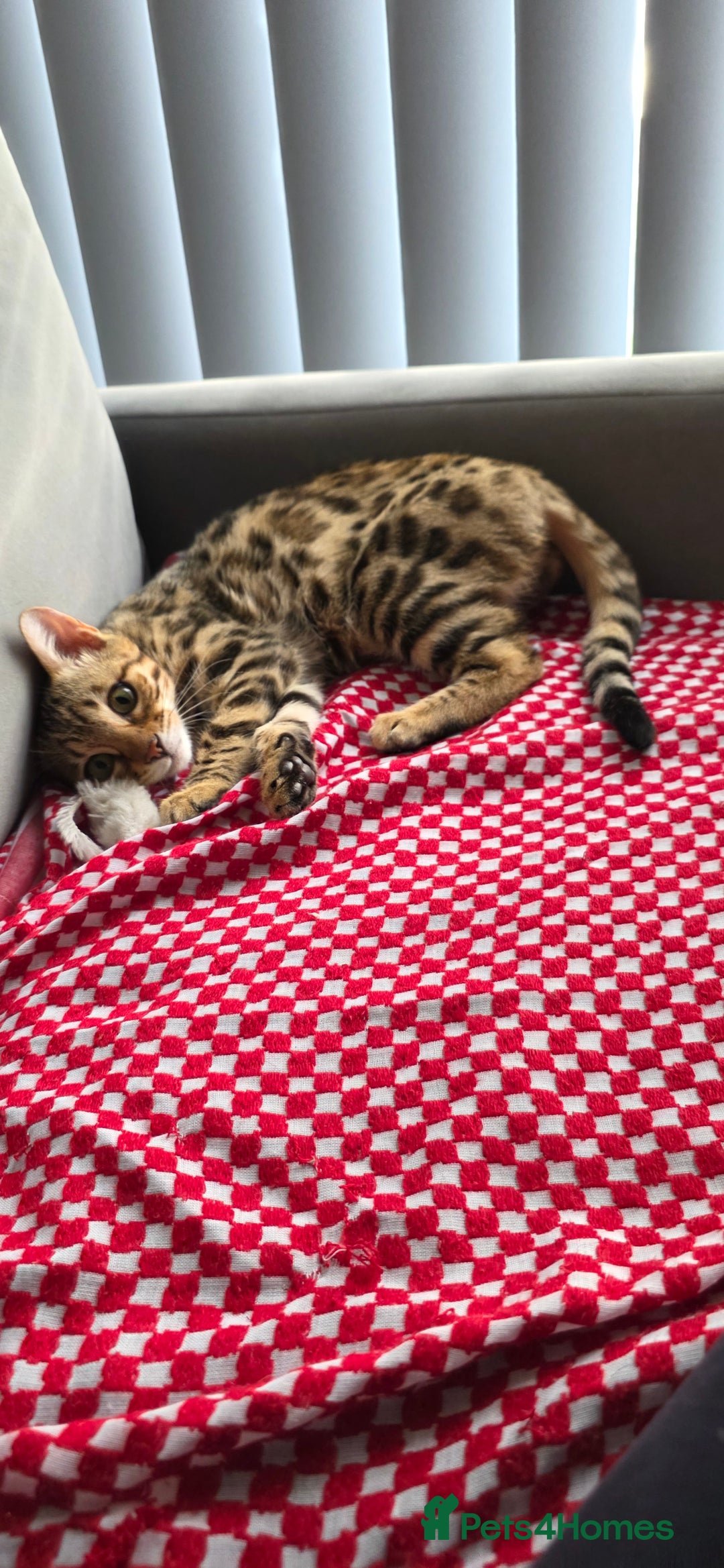 Bengal cats for sale: Bengal Kitten - 5 Month Female - Advert 8