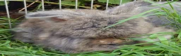 Angora rabbits for sale: Tame Angora Rabbits - Advert 3