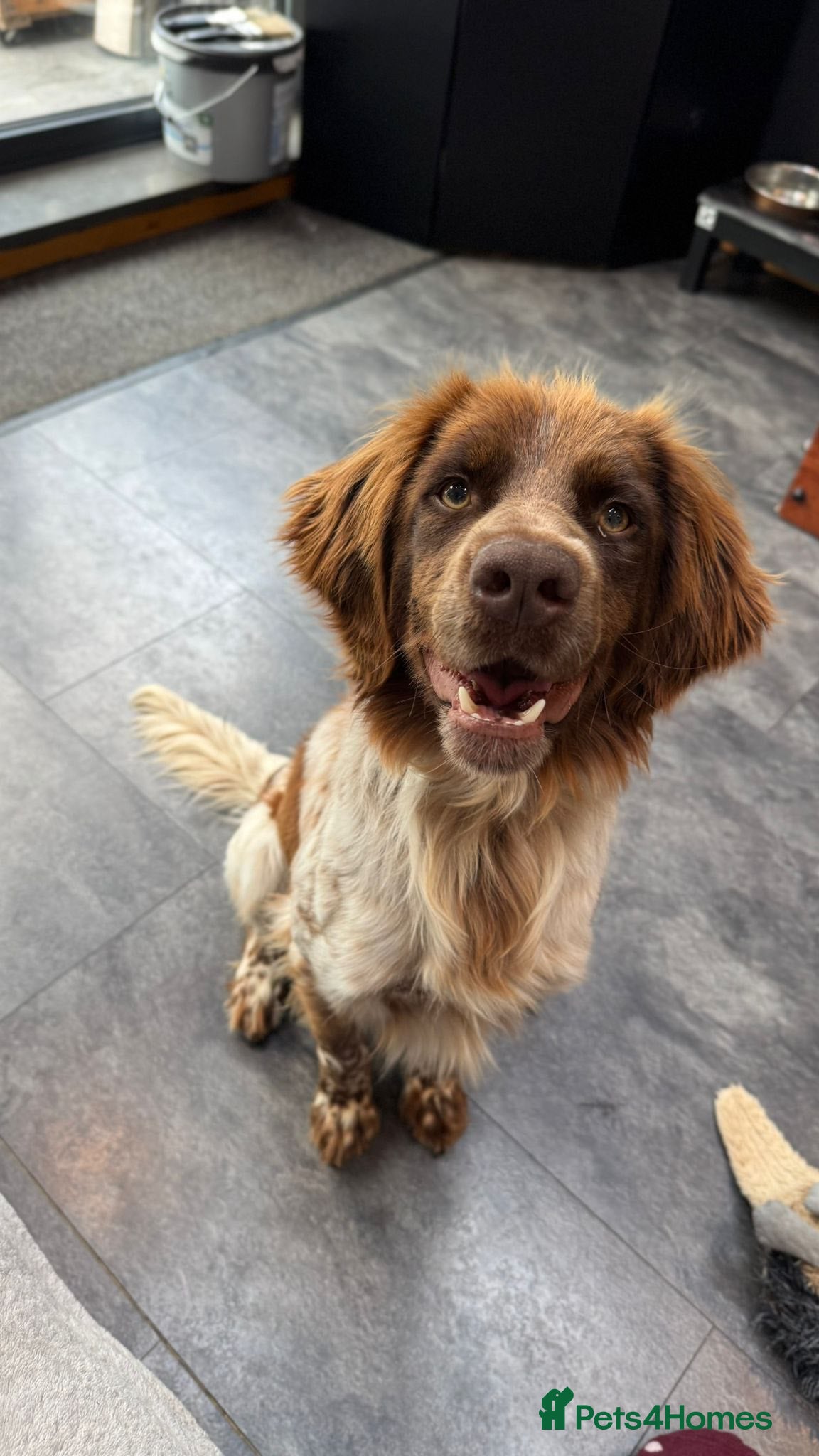 Brittany Spaniel dogs Fantastic Catarella in Romford/Essex border - Advert 9
