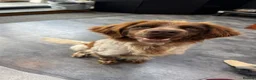 Brittany Spaniel dogs for adoption: Fantastic Catarella in Romford/Essex border in Romford - Advert 2