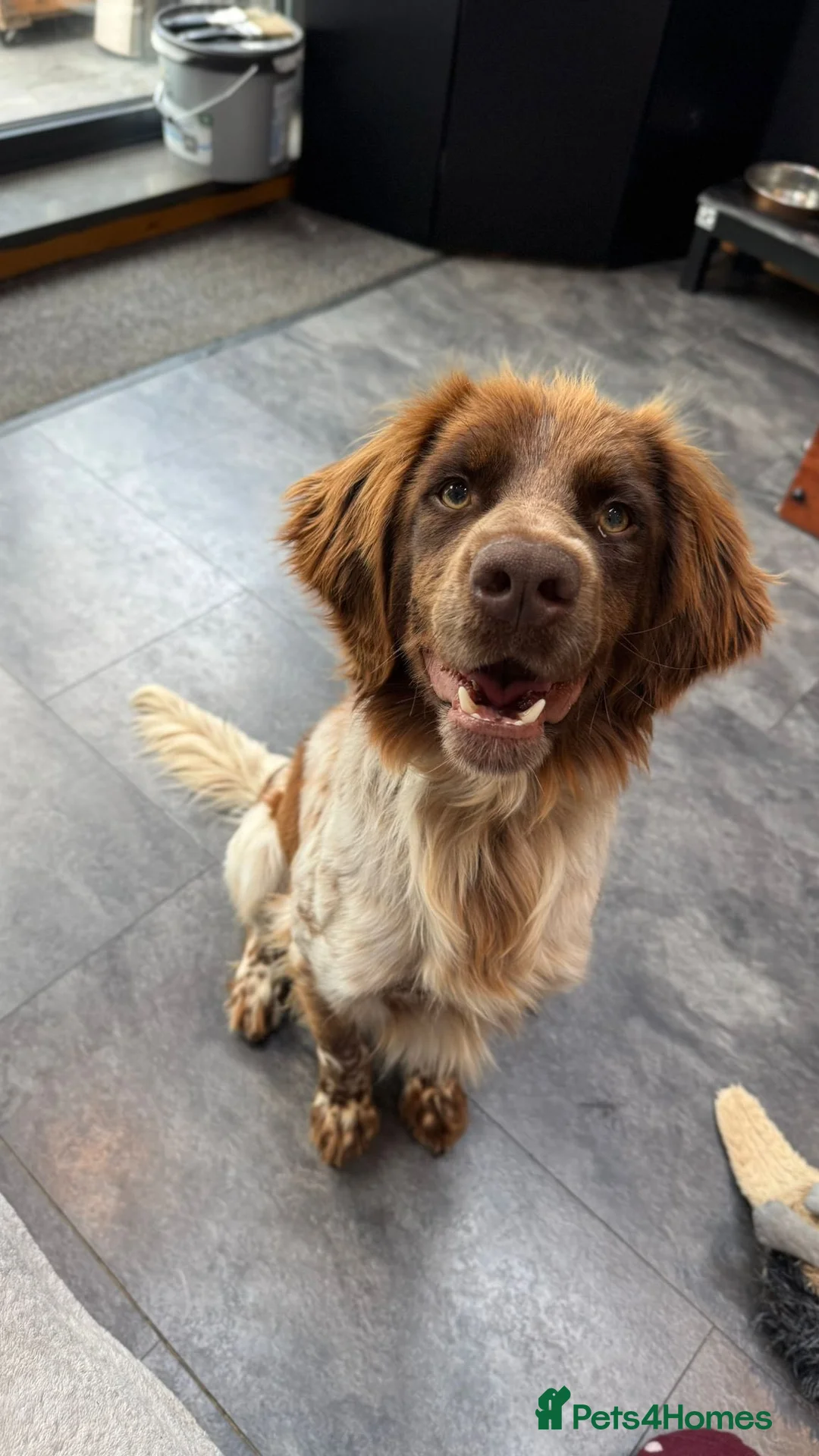Brittany Spaniel dogs for adoption: Fantastic Catarella in Romford/Essex border in Romford - Advert 2