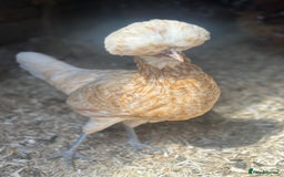 Chickens poultry for sale: Chickens hens polish baby young bantam  in Wimborne - Image 21