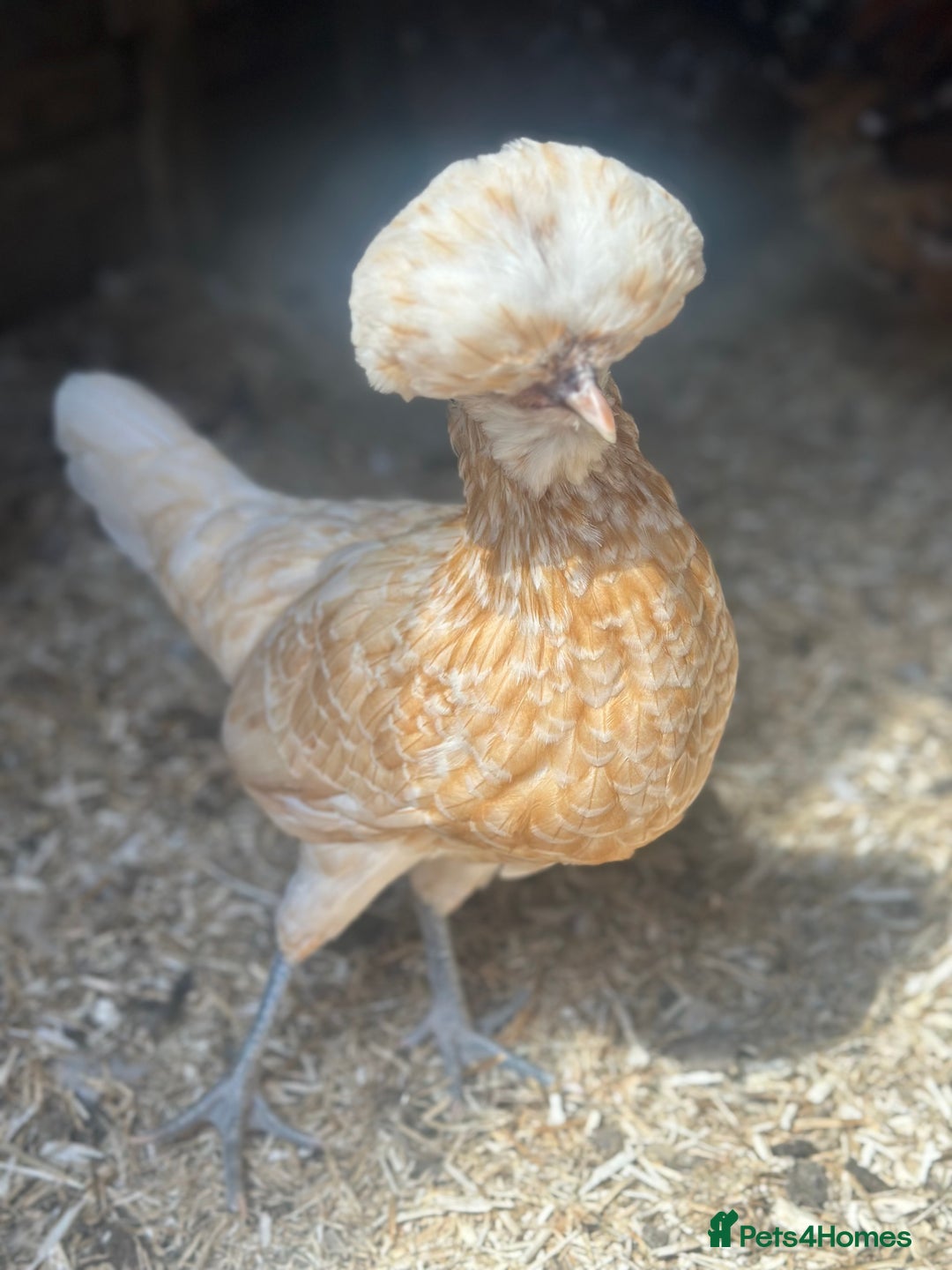 Chickens poultry for sale: Chickens hens polish baby young bantam  in Wimborne - Image 21