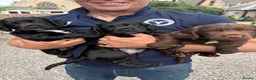 Cocker Spaniel dogs for sale: Cocker spaniel puppies - Advert 1