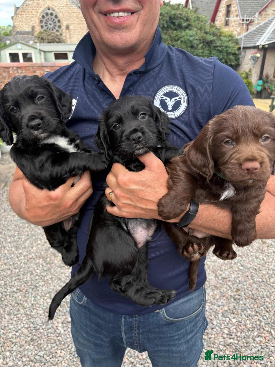 Cocker Spaniel dogs for sale: Cocker spaniel puppies - Advert 1