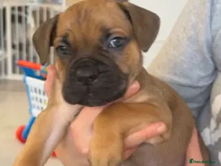 Cane Corso dogs ICF/ICCF Champion 6th GENERATION Cane Corso pups - Advert 3