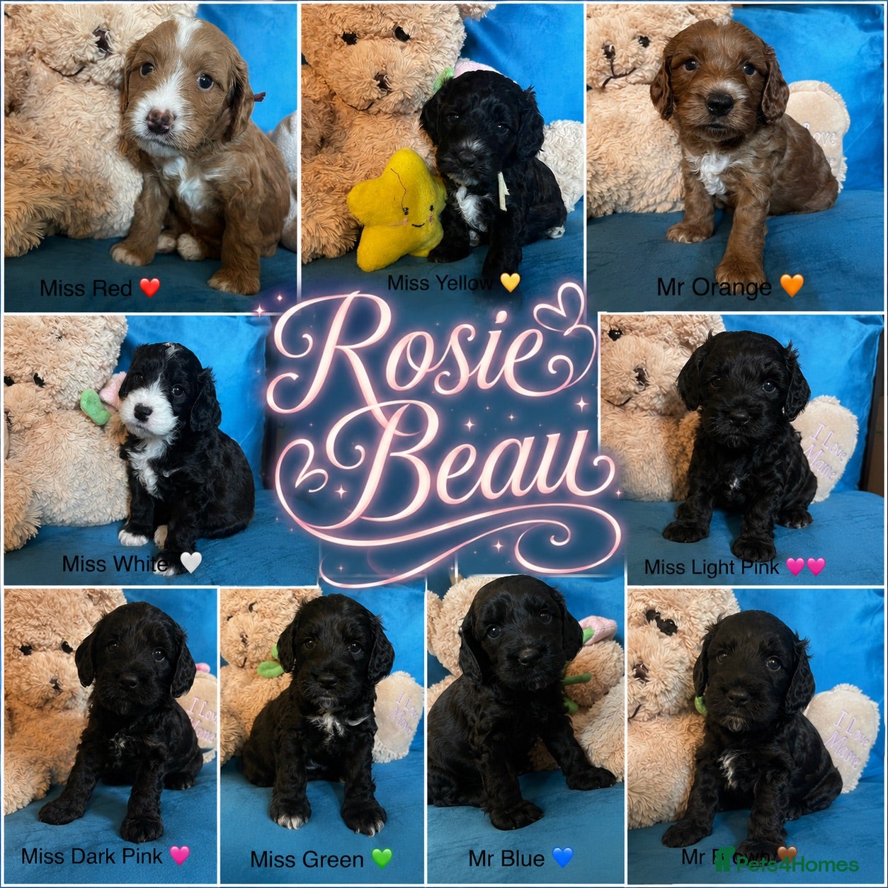 Cockapoo dogs Exceptional F1 Cockapoo Puppies - Advert 1