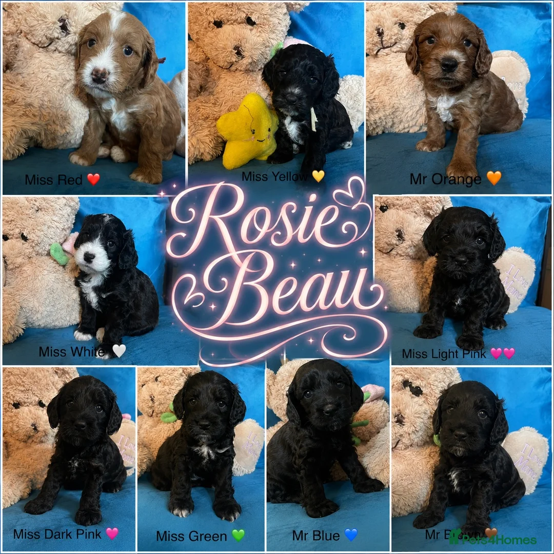 Cockapoo dogs for sale: Exceptional F1 Cockapoo Puppies in Leicester - Advert 1