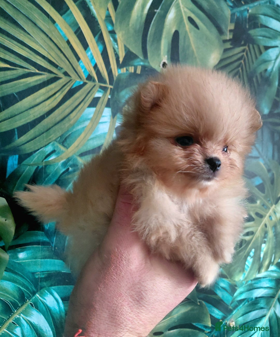 Pomeranian dogs for sale: Pomeranian puppies  - Advert 30