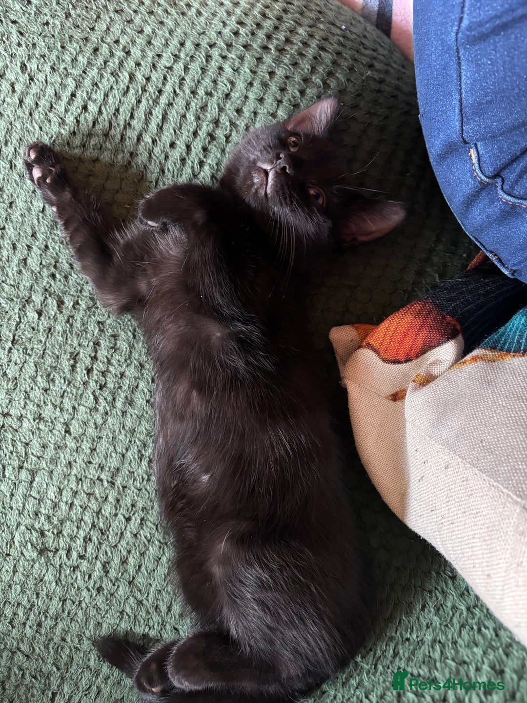 Mixed Breed cats for sale: One male one female kittens - Advert 1