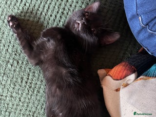 Mixed Breed cats One male one female kittens - Advert 1