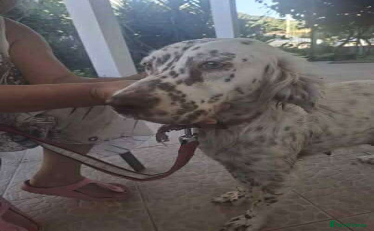 English Setter dogs - Advert 1