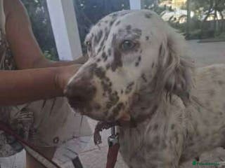 English Setter dogs Sula. English setter - Advert 2
