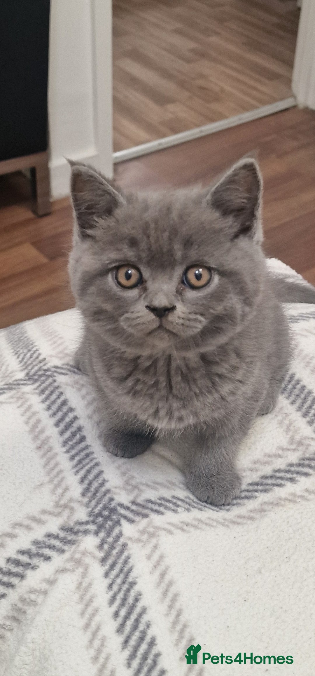 British Shorthair cats for sale: Scottish paddlefish  - Image 2