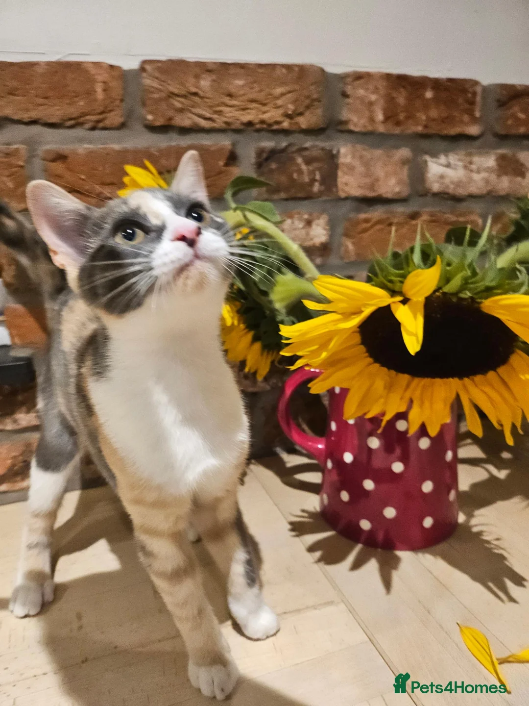 Mixed Breed cats for sale: One left  - Advert 4