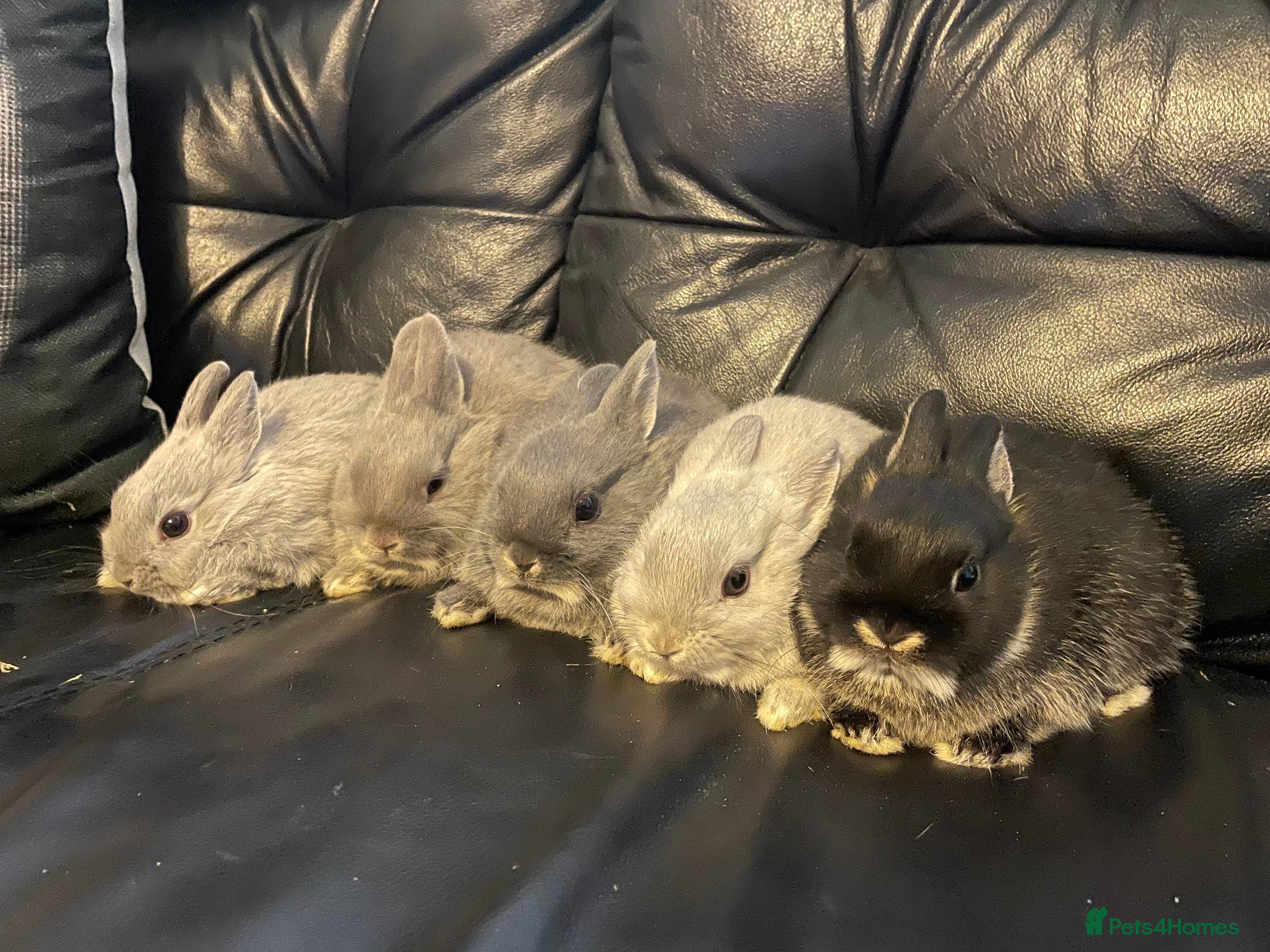 Netherland Dwarf rabbits NETHERLAND DWARF BABY RABBITS - Advert 14