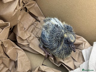 Pigeons birds - Advert 2