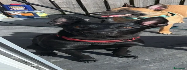 Jet