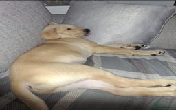 Labrador Retriever dogs for sale: Labrador puppy available  - Image 2