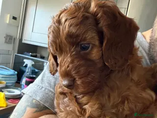 Cockapoo dogs Female Cockerpoo - Advert 5