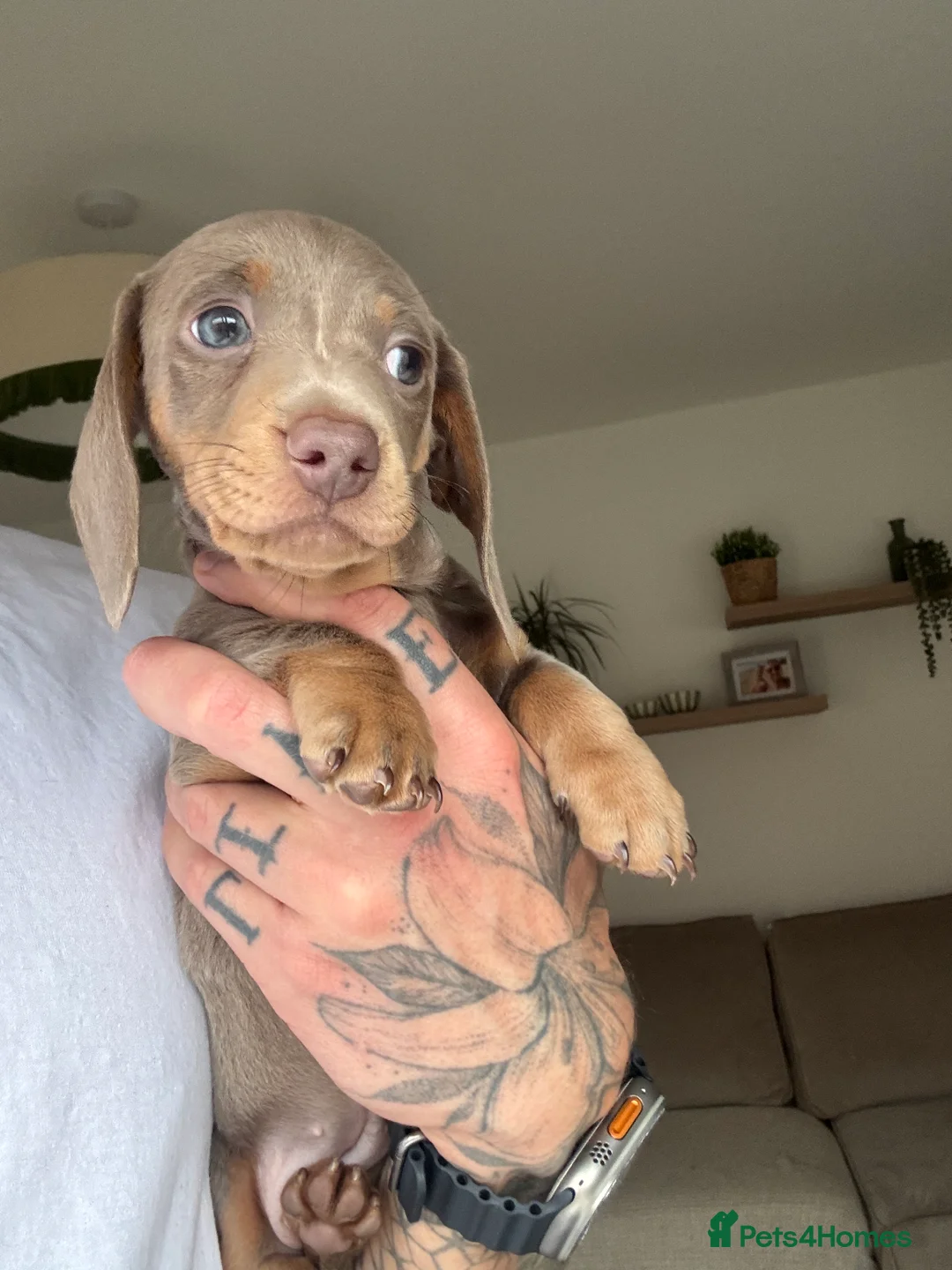 Miniature Dachshund dogs for sale: Beautiful Isabella and Tan Miniature Dachshunds  - Advert 17