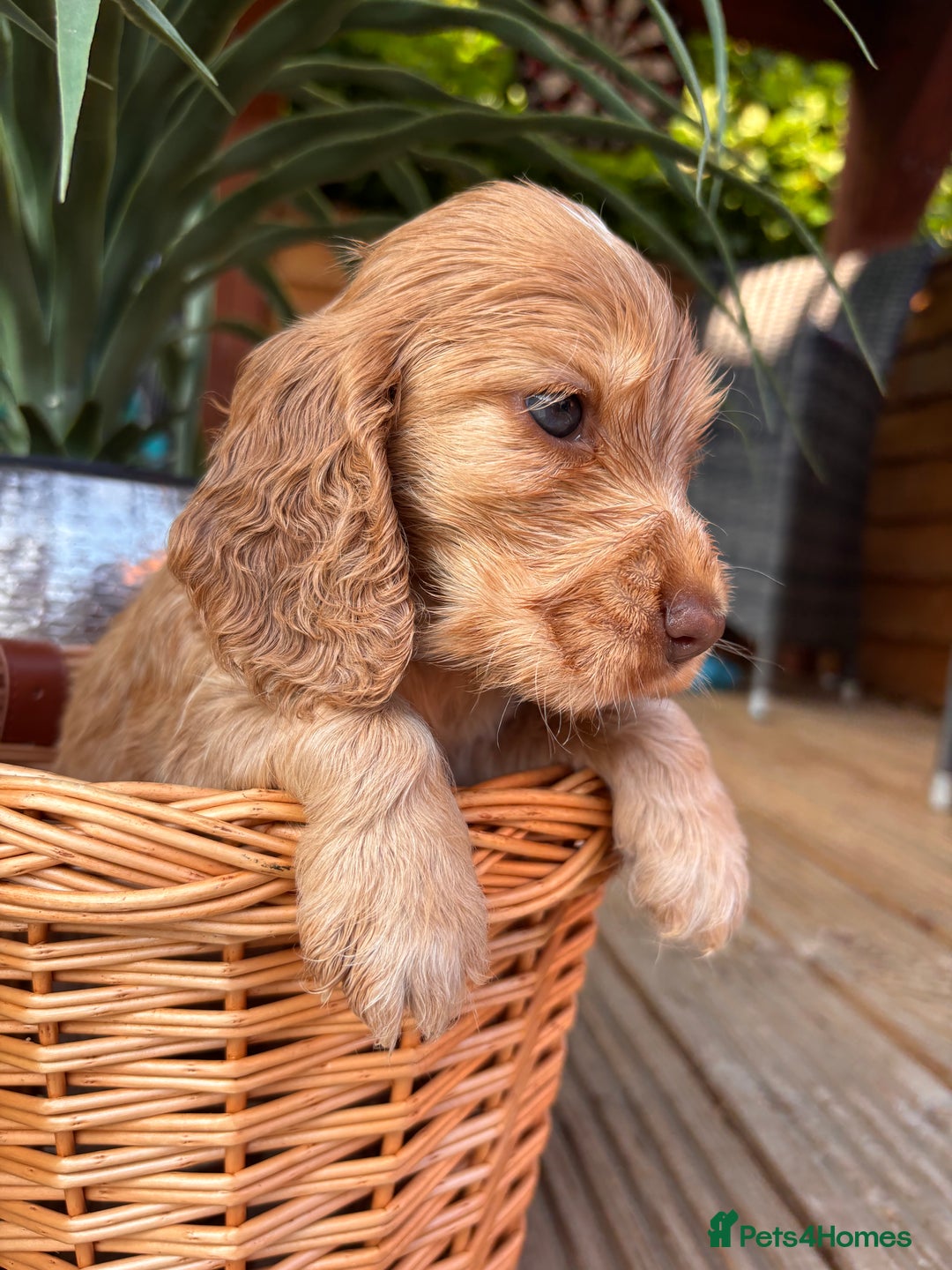 Cocker Spaniel dogs for sale: Beautiful Show Type KC registered Cocker Spaniels  - Image 32
