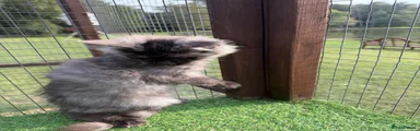 Maine Coon 2