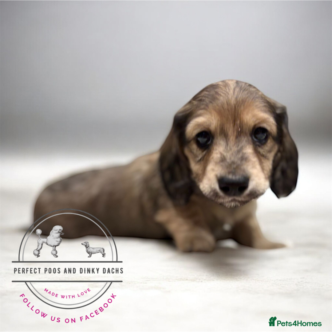 Miniature Dachshund dogs for sale: KC Registered Cream Long Hair Miniature Dachshunds - Advert 18
