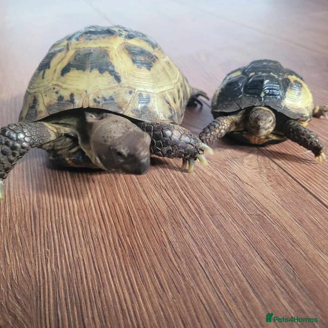 Tortoise reptiles for sale: Two horsefield tortoises  - Advert 4