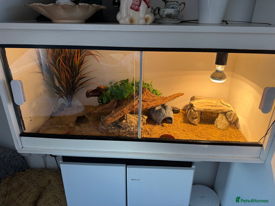 Gecko reptiles for sale: Leopard gecko with full setup - Image 4