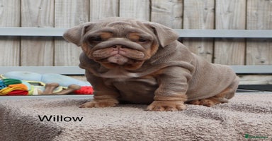 English Bulldog dogs - Advert 3