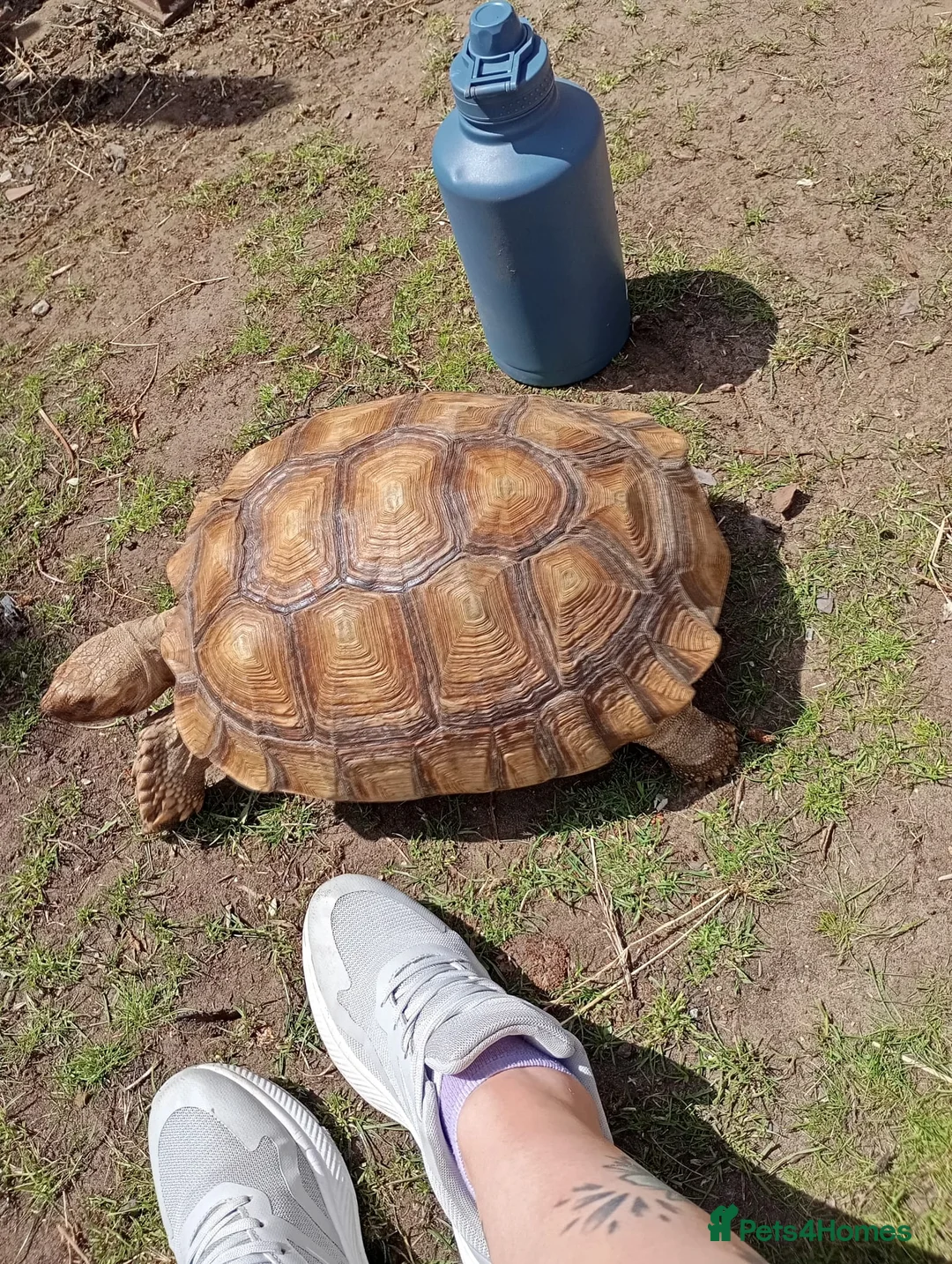 Tortoise reptiles for sale: Female Sulcata 6 years old - Advert 2