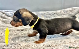 Dachshund dogs for sale: wirehaired dachshunds (teckels) - Image 28