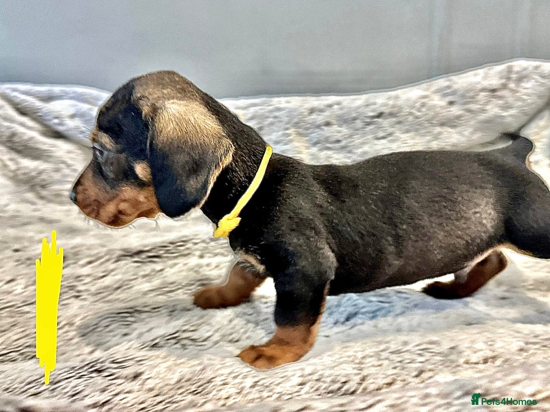 Dachshund dogs for sale: wirehaired dachshunds (teckels) - Image 28