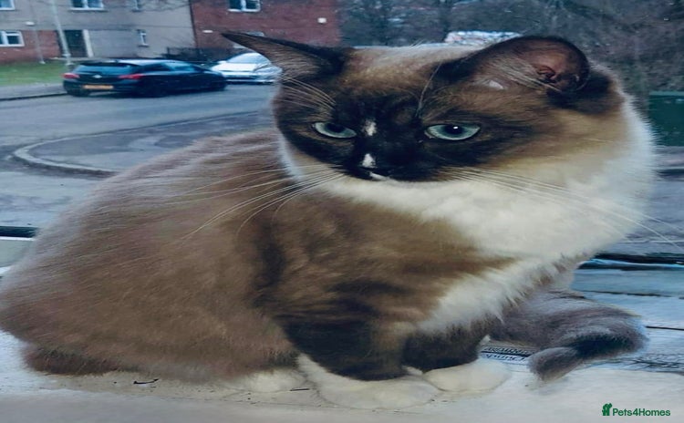 Ragdoll cats Ragdoll female  - Advert 5