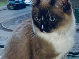 Ragdoll cats Ragdoll female - Advert 4