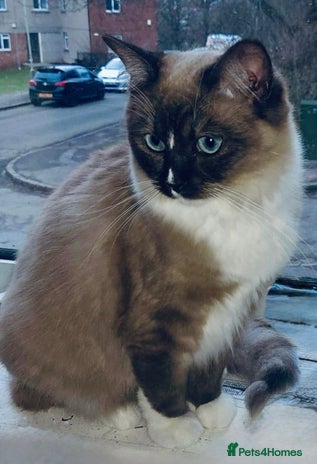 Ragdoll cats Ragdoll female - Advert 6