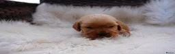Cocker Spaniel dogs for sale: Exceptionally well health tested Kc show cockers - Advert 16
