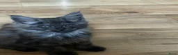 Maine Coon cats for sale: Large Tica Polly kittens - Advert 5