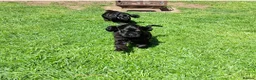 American Cocker Spaniel dogs for sale: American Cocker Spaniel puppies  - Advert 13