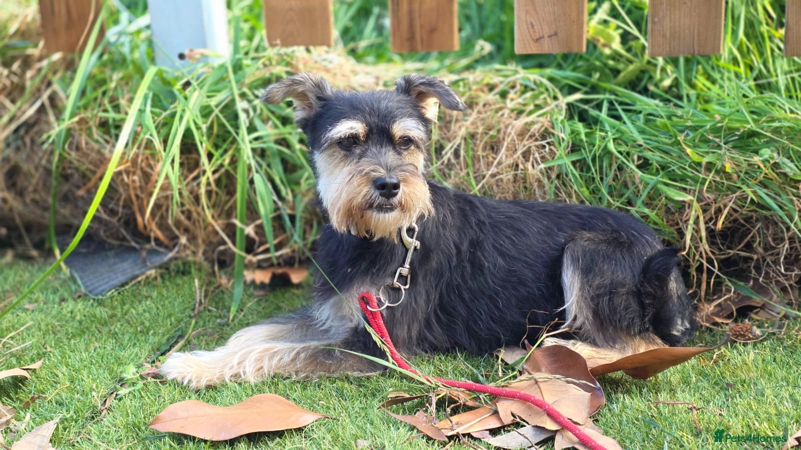 Yorkshire Terrier dogs for adoption: Linda in Holywell - Advert 5