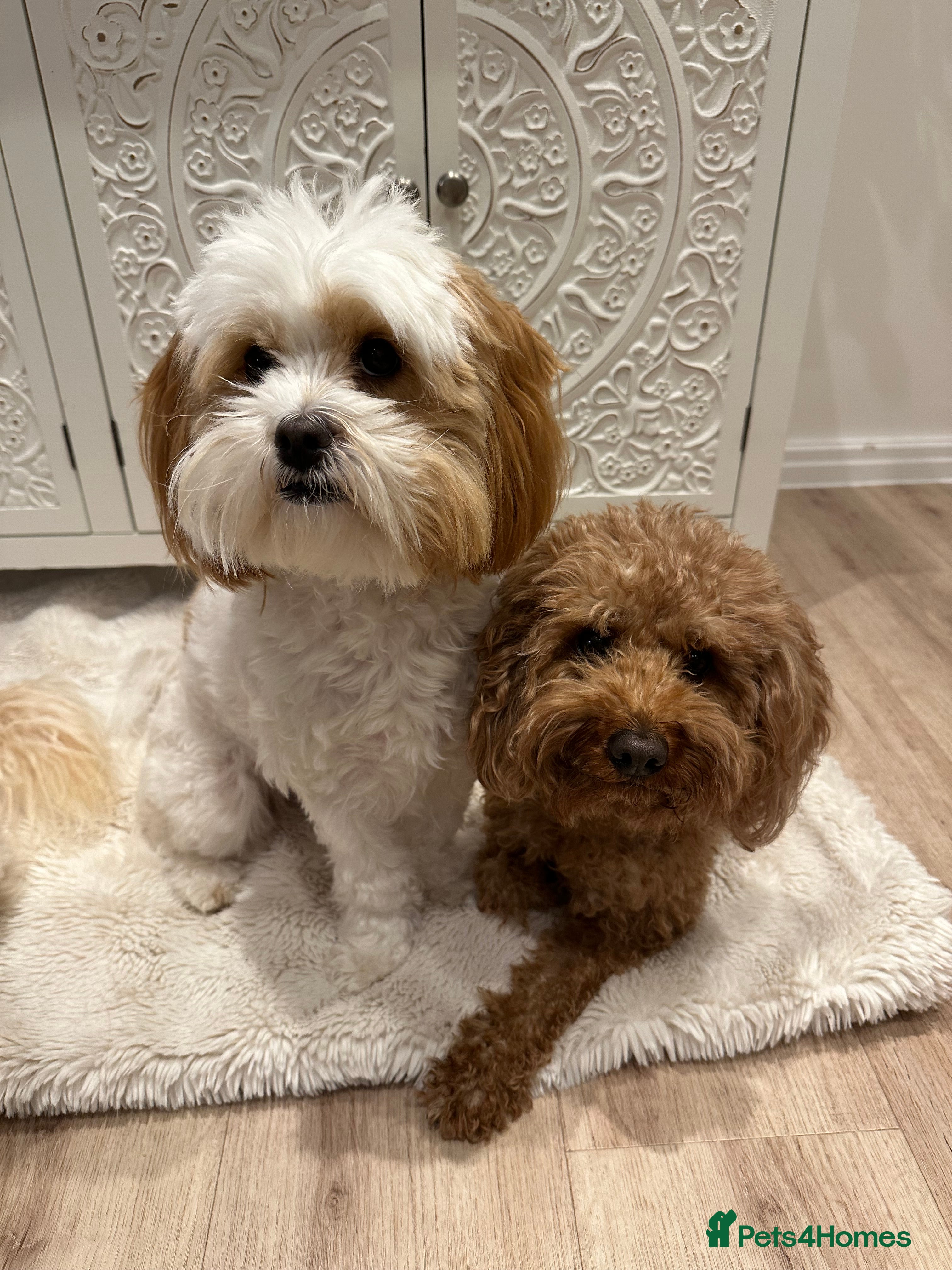 Lhasapoo dogs Both Available , and looking for forever homes - Advert 1