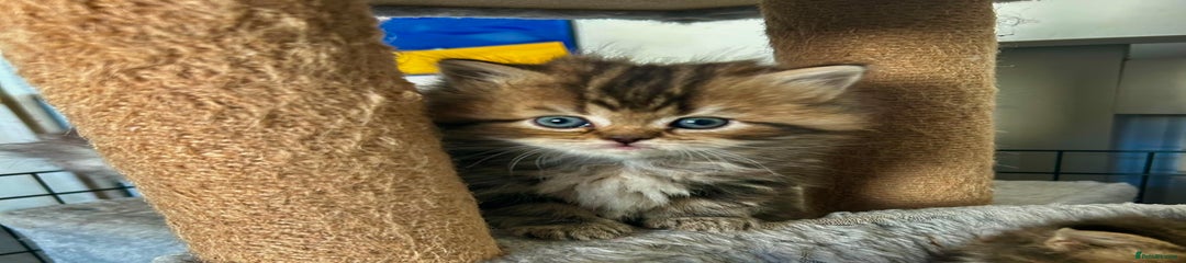 Persian Kitten 4