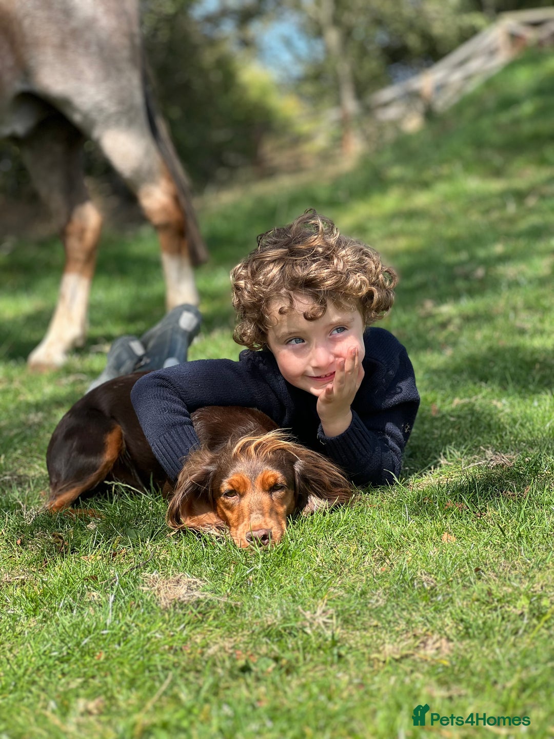 Cocker Spaniel dogs for sale: Tricolour choc and tan cocker spaniels  - Advert 2