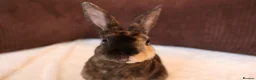 Rex rabbits for sale: Ready to leave Beautiful Mini Rex & Mini plush lop - Advert 3