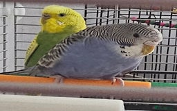 Budgerigars birds for sale: Budgies available for new homes - Image 8