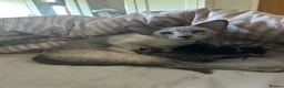 Oriental cats for sale: Stunning Oriental Boy - Advert 2